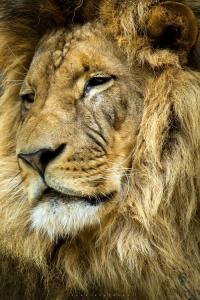king_lion
